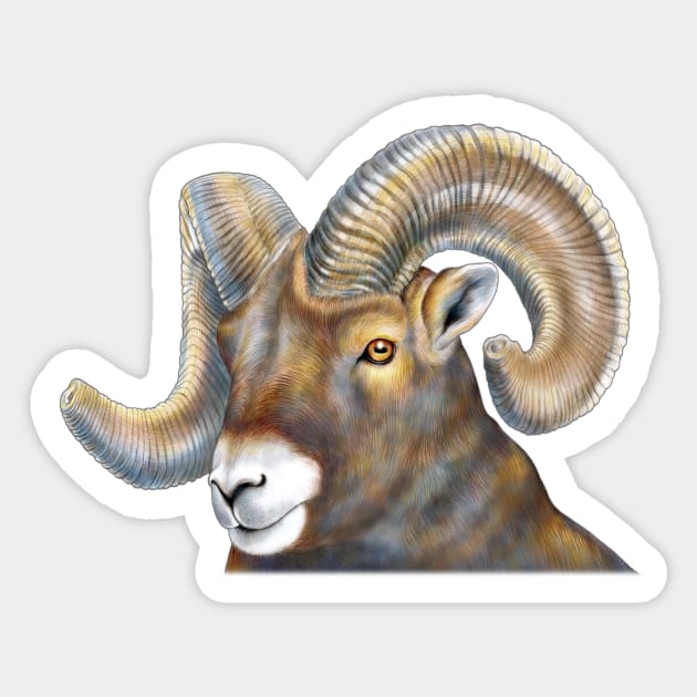 Big Horn Sheep Sticker by Tim Jeffs Art